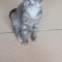 Sokaktan kurtardığım kedi bulut