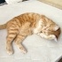COOKIE YUVA ARIYOR (ERKEK/KISIR/6 YAŞ) fotoğraf