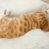 COOKIE YUVA ARIYOR (ERKEK/KISIR/6 YAŞ) fotoğraf