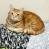 COOKIE YUVA ARIYOR (ERKEK/KISIR/6 YAŞ) fotoğraf