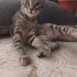 Miniğe ömürlük yuva fotoğraf