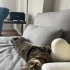 TEKİR DİYE ALINMIYOR fotoğraf