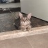 3 aylık premses sokağa dönmesin fotoğraf