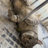 British shorthair ankara