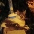 Norveç Orman Kedi Melezi sokağa Atılmış