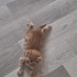 UYKUCU ŞİRİN BEBİŞE YUVA fotoğraf