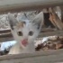 Acil yuva aranıyor fotoğraf