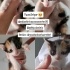 Anne sütüyle büyüyen oyuncu yavrulara yuva arıyorum fotoğraf