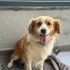Ücretsiz sahiplenme fino köpek acil yuva fotoğraf