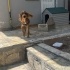 Ücretsiz sahiplenme ingliz cocker yavru ömürlük yuva fotoğraf