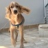 Ücretsiz sahiplenme ingliz cocker yavru ömürlük yuva fotoğraf