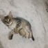 Karanfil'e yuva arıyoruz 🐾