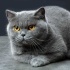 kesinlik le ücretsiz verilecektir. british bombay(3)  , british shorthair (anne) fotoğraf