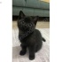 kesinlik le ücretsiz verilecektir. british bombay(3)  , british shorthair (anne) fotoğraf