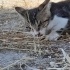 İKİ GÖZÜ DE KÖR YAVRU KEDI