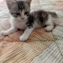 Mavi & Yeşil kardeşler yuva arıyor fotoğraf