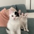 FİYU & MİYU KARDEŞLER YUVA ARIYOR