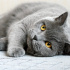 0539 785 78 22 BRITISH SHORTHAIR CİNSİ  1YAŞ KISIR OĞLUM DUMAN fotoğraf