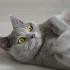 0539 785 78 22 BRITISH SHORTHAIR CİNSİ  1YAŞ KISIR OĞLUM DUMAN fotoğraf
