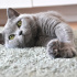 0539 785 78 22 BRITISH SHORTHAIR CİNSİ  1YAŞ KISIR OĞLUM DUMAN fotoğraf