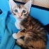 3 bacaklı,Mahsun, ürkek, sakin,muhtaç fotoğraf