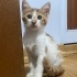 Minyon Kimyon yuva ariyor fotoğraf