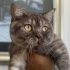 0539 785 78 22  BRITISH SHORTHAIR, KISIR KUDUZ AŞILI OĞLUM OSKAR fotoğraf