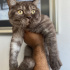 0539 785 78 22  BRITISH SHORTHAIR, KISIR KUDUZ AŞILI OĞLUM OSKAR fotoğraf