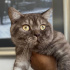 0539 785 78 22  BRITISH SHORTHAIR, KISIR KUDUZ AŞILI OĞLUM OSKAR fotoğraf