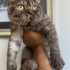 0539 785 78 22  BRITISH SHORTHAIR, KISIR KUDUZ AŞILI OĞLUM OSKAR fotoğraf