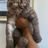 0539 785 78 22  BRITISH SHORTHAIR, KISIR KUDUZ AŞILI OĞLUM OSKAR fotoğraf