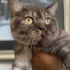 0539 785 78 22  BRITISH SHORTHAIR, KISIR KUDUZ AŞILI OĞLUM OSKAR fotoğraf