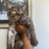 0539 785 78 22  BRITISH SHORTHAIR, KISIR KUDUZ AŞILI OĞLUM OSKAR fotoğraf