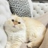 3 yaşında kısır kedi