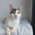 0539 785 78 22  ANKARA MELEZİ HAFİF ENGELLİ 5 AYLIK KIZIM KARAMEL fotoğraf