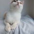 0539 785 78 22  ANKARA MELEZİ HAFİF ENGELLİ 5 AYLIK KIZIM KARAMEL fotoğraf