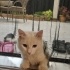 Sokakta cins kedi fotoğraf