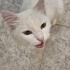 Sokakta cins kedi fotoğraf
