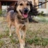 Oyun delisi, cana yakın Fıstık a ömürlük  yuvasını arıyoruz 🐶 🌸 fotoğraf