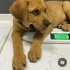 Ücretsiz sahiplenme labrador melez geçici yuva lütfen okuyun fotoğraf