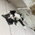 3 aylık erkek smokin kedi ömürlük yuva arıyor! fotoğraf