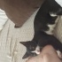 3 aylık erkek smokin kedi ömürlük yuva arıyor! fotoğraf