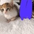 SON ŞANSINI DENİYORUM ARTIK, YARIN SOKAĞA GİDECEK YUVA ÇIKMADI fotoğraf