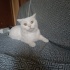 Ücretsiz Kısır Dişi Scottish Straight 0553 670 7725 fotoğraf