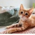 Balım yuva arıyor ENGELLİ CANLARA ÖNCELİK fotoğraf