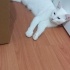 Sevecen sıcakkanlı pamuk prenses yuva ariyor fotoğraf