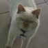 BRİTİSH RED POINT KISIR 1 YAŞINDA KEDI