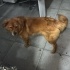 Çin Aslanı Golden kırması kopegimiz icin yuva ariyoruz. fotoğraf