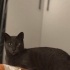 Molly konuşkan zeki çocuk fotoğraf