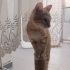 GEÇİCİ OLARAK 2 3 AYLIĞINA YUVA ARIYORUM KEDİLERİ GERİ ALACAĞIM fotoğraf